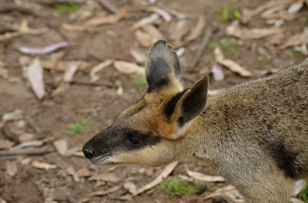 Wallaby palude — Foto Stock