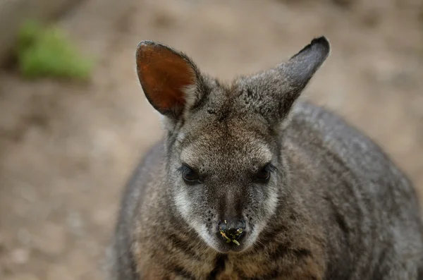 Irmawallabie — Stockfoto