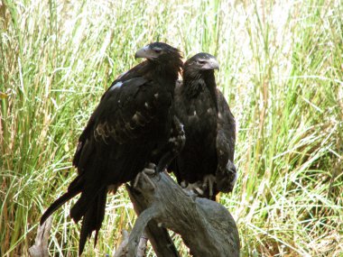 iki kartal