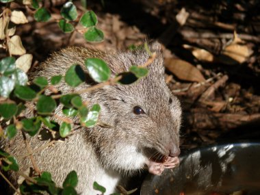 uzun burun potoroo