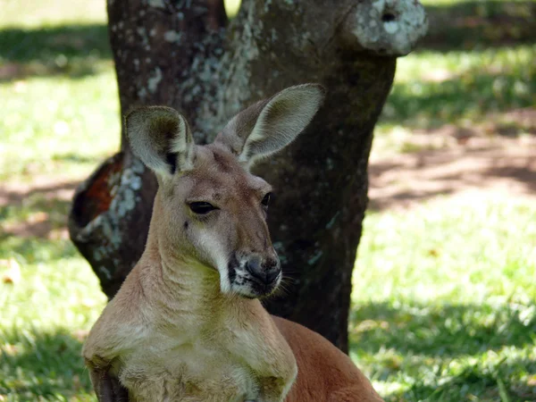 Red kangaroo — Stock Photo, Image