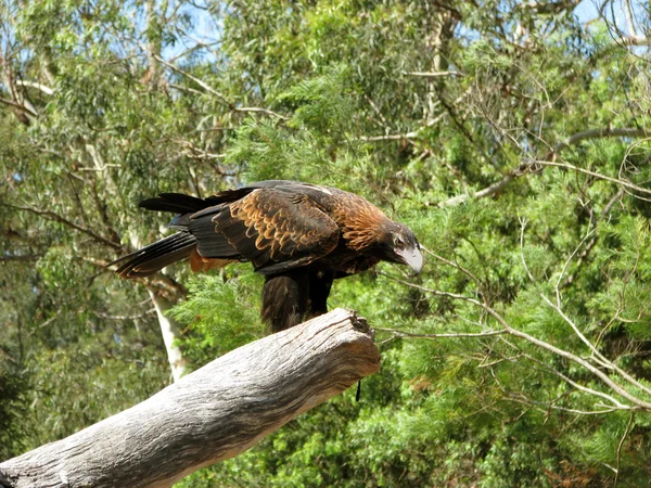 Águila de cuña — Foto de Stock