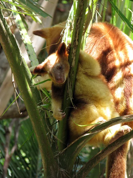 Joey träd kangaroo — Stockfoto