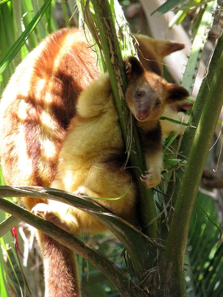 Joey träd kangaroo — Stockfoto