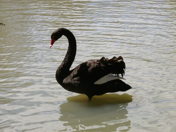 Cisne negro — Fotografia de Stock