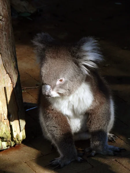 Koala — Stockfoto