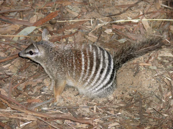 numbat