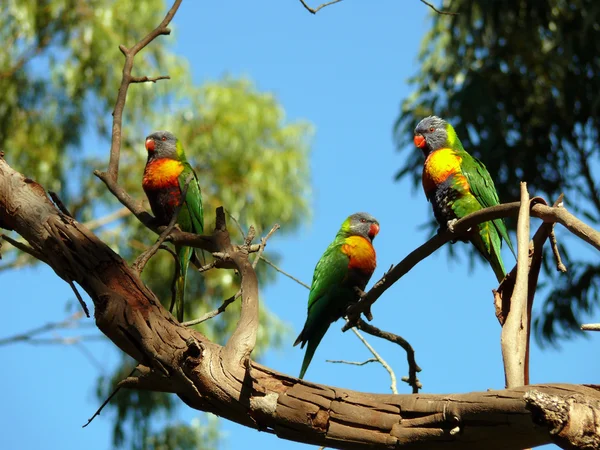 Drei Regenbogenlorikeets — Stockfoto