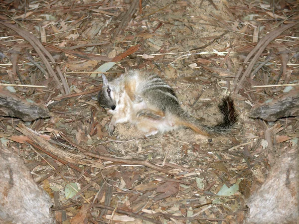 Numbat en la parte inferior — Foto de Stock