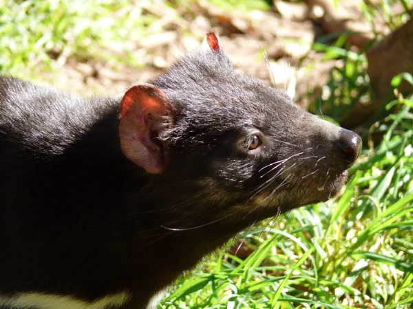 Tasmanian devil — Stock Photo, Image