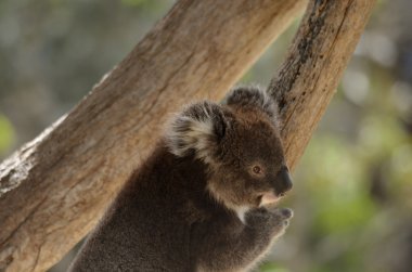 koala yavrusu