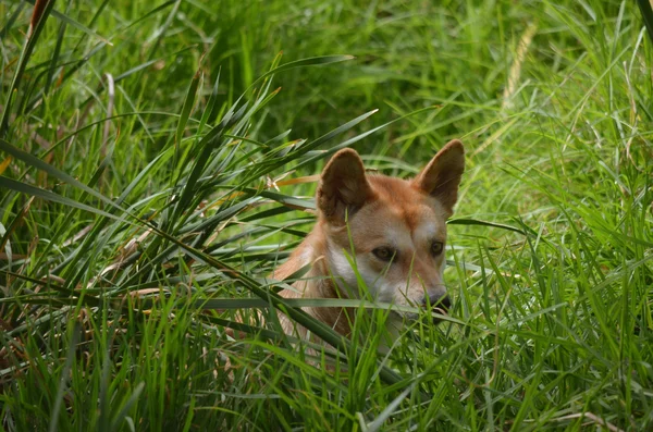 Dingo dourado — Fotografia de Stock