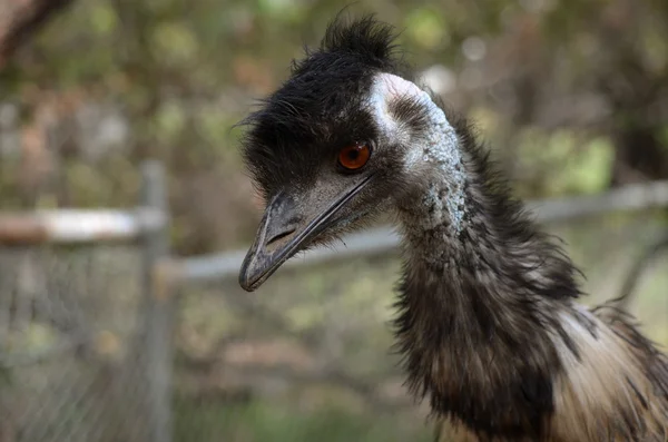 Emú australiano — Foto de Stock
