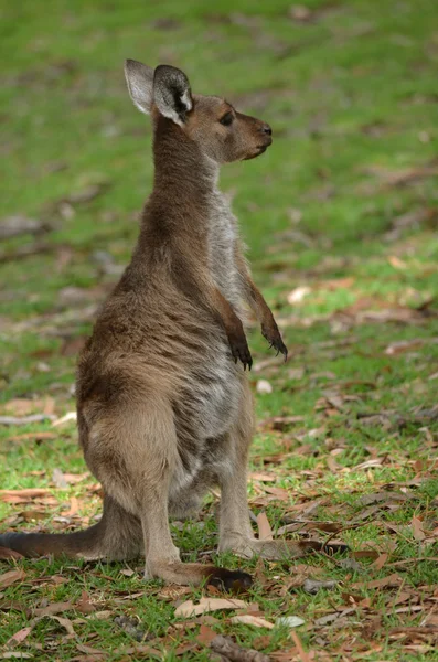 Joey känguru-ön kanagaroo — Stockfoto