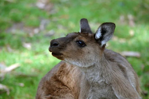 Kanguru — Stok fotoğraf