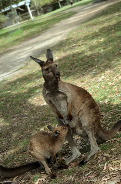 Känguru und Joey — Stockfoto