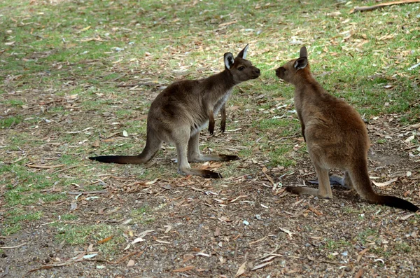 Встреча двух кенгуру — стоковое фото
