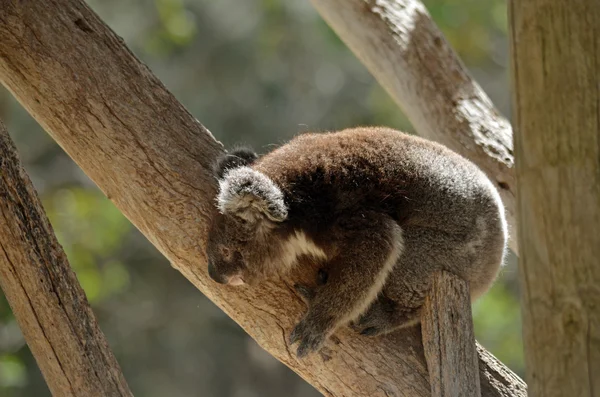 Cachorro de koala — Foto de Stock