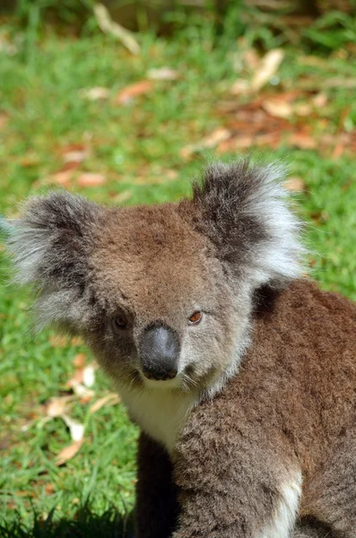 Koala — Stock fotografie