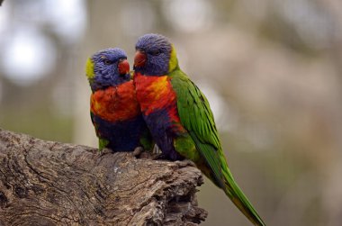 gökkuşağı lorisi