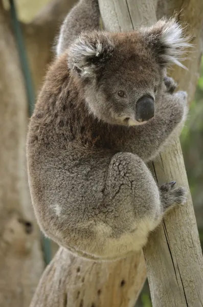 Koala — kuvapankkivalokuva