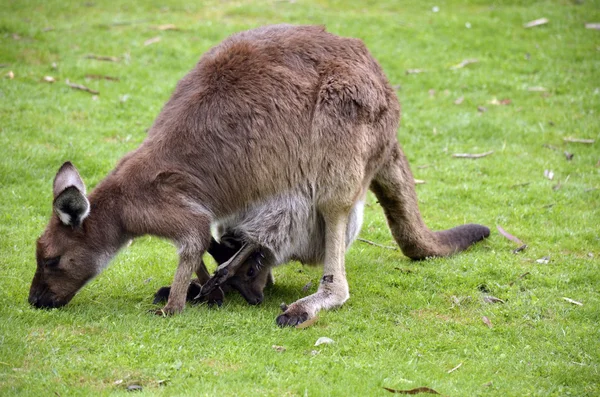 Kangoeroe en joey — Stockfoto