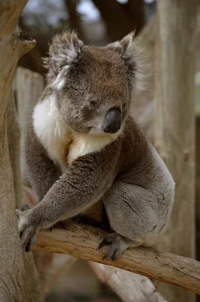 Koala. — Foto de Stock