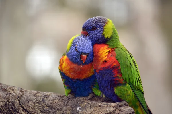 Rainbow lorikeet — Stock Photo, Image