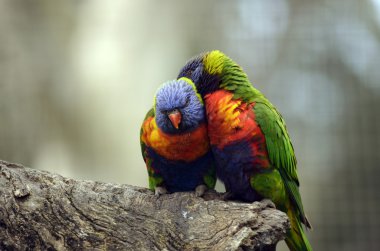 gökkuşağı lorisi