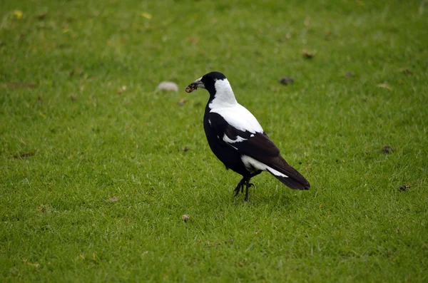 Magpie. — Fotografia de Stock