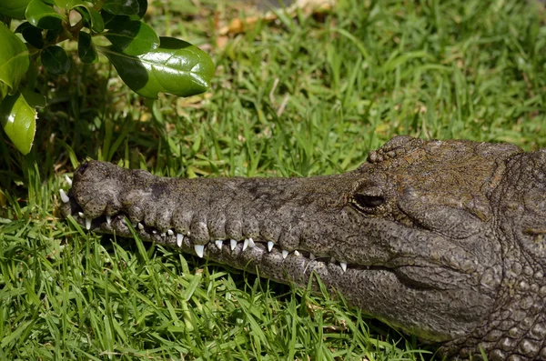 Krokodyle słonej wody — Zdjęcie stockowe