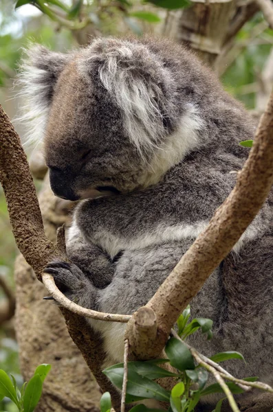 Slaperig koala — Stockfoto