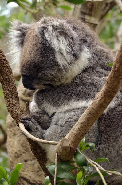 uykulu koala