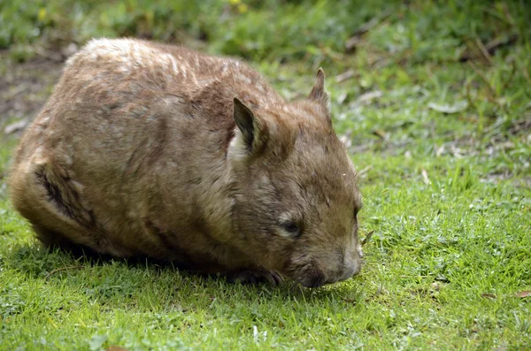 Wombat — Stockfoto