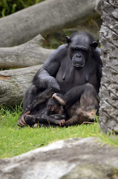 Chimpanzé mãe e dois filhos — Fotografia de Stock