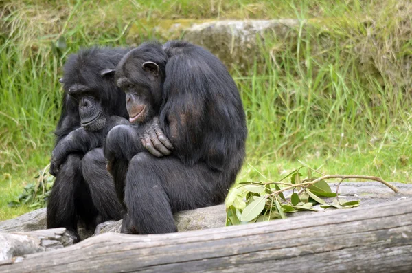 İki şempanze — Stok fotoğraf