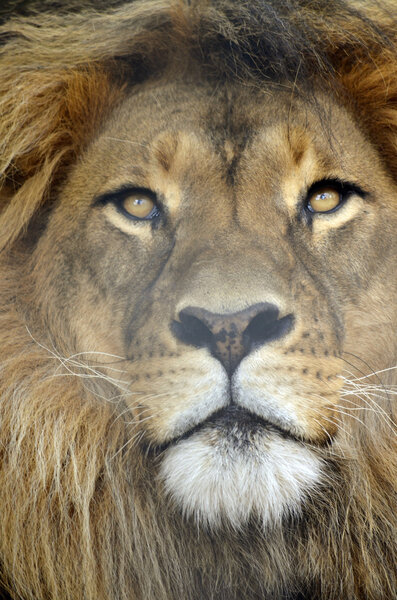 This is a close up of a lion