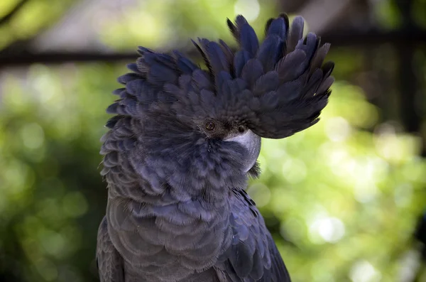 Röd svans svart kakadua — Stockfoto