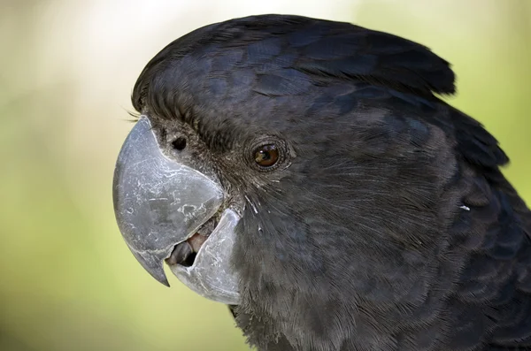 붉은 꼬리 검은 앵무새 — 스톡 사진
