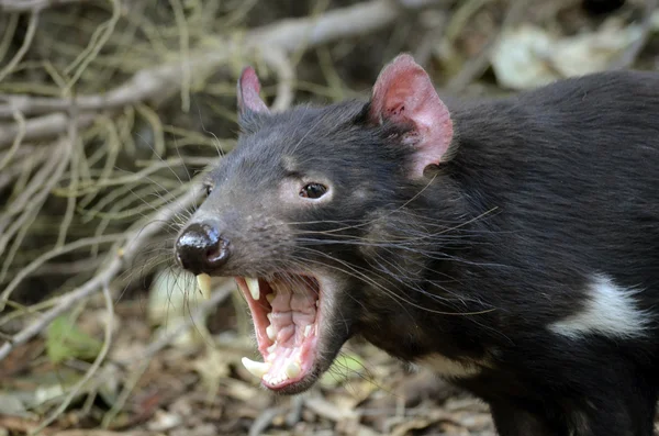 Diavolo della Tasmania — Foto Stock