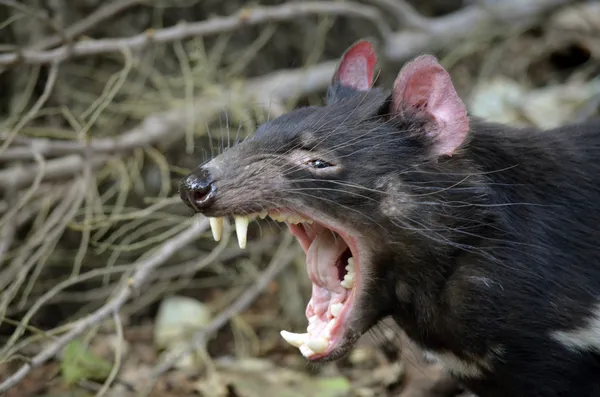 Diavolo della Tasmania — Foto Stock