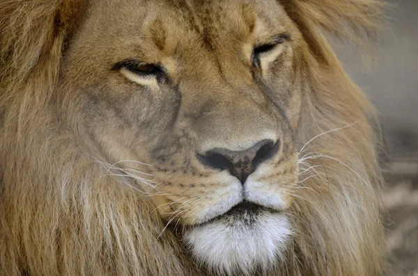 Lion Royalty Free Stock Photos