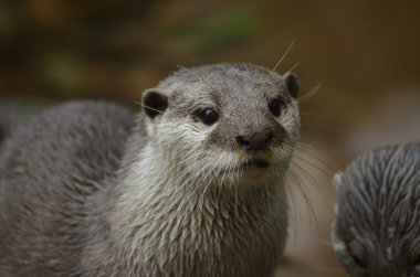 küçük pençeli oryantal otter