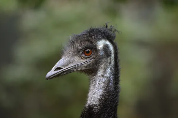 Australische emu — Stockfoto