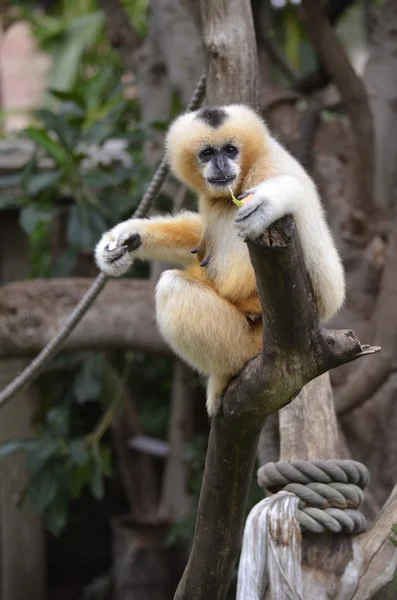 Gibbon sfacciato bianco — Foto Stock