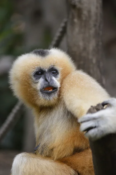 White cheeked gibbon — Stock Photo, Image