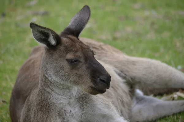 Känguru-ön kangaroo — Stockfoto