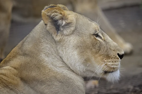 Lioness — Stock Photo, Image