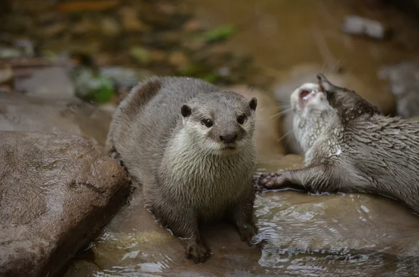 Oriental small clawed otter — Stock Photo, Image