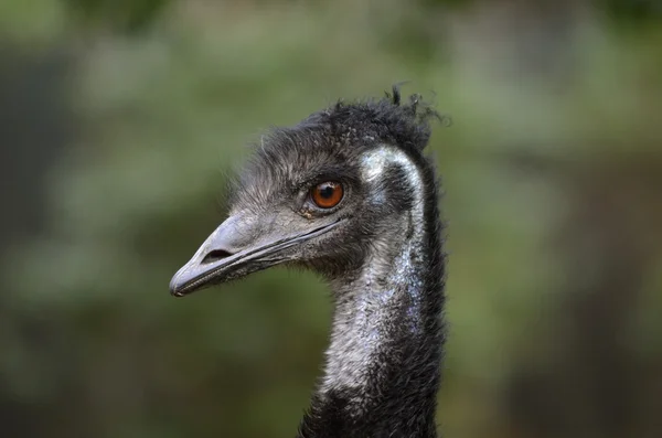 Australian emu Stock Photo